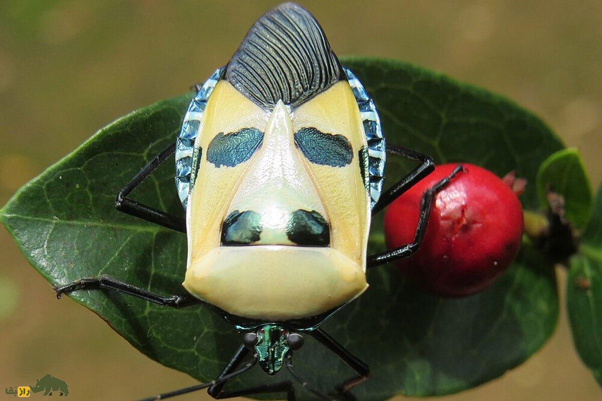 حشره الویس پریسلی؛ حشره بسیار بد بو که طرحی شبیه چهره‌ انسان روی بدنش حکاکی شده است!