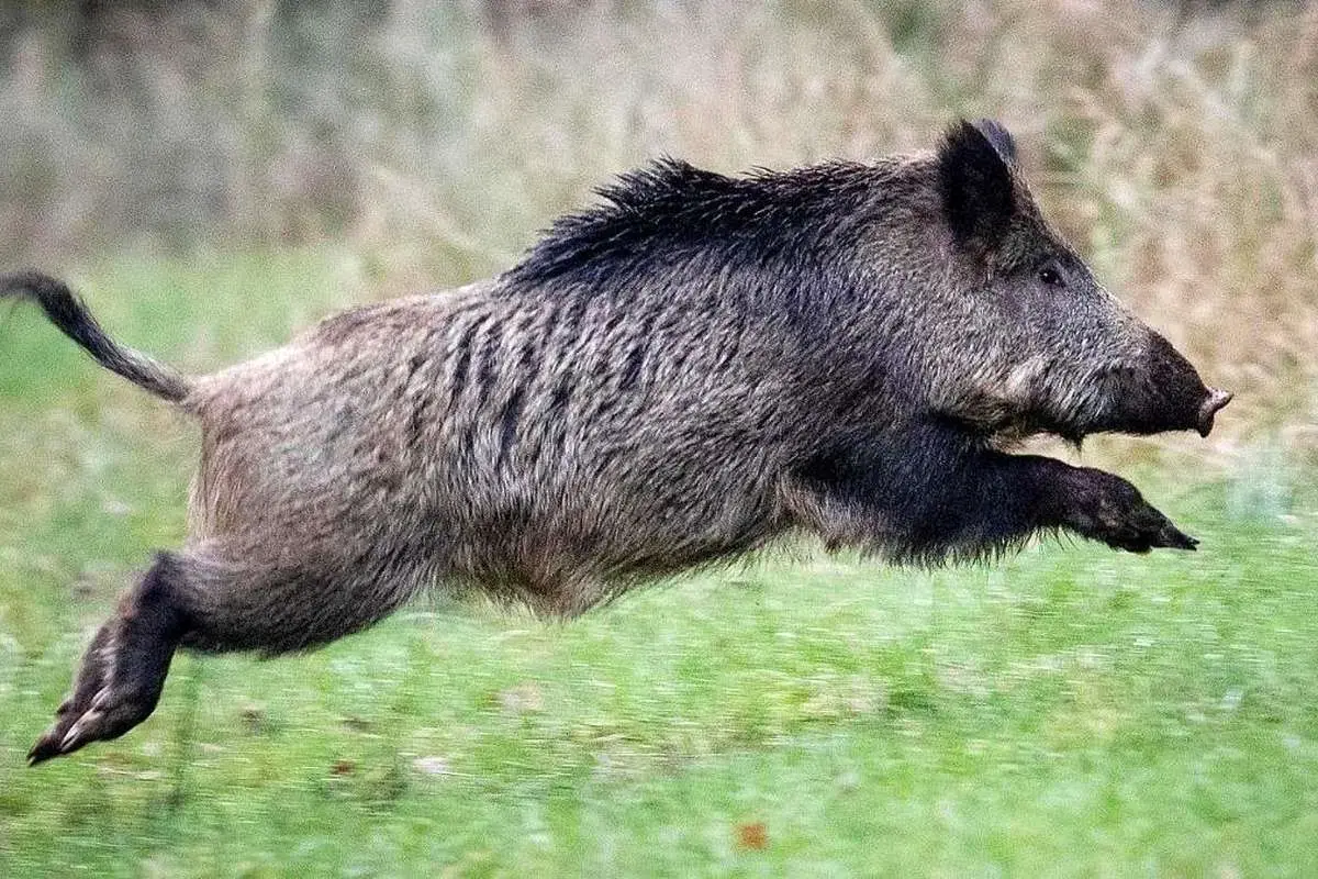 (ویدئو) عبور عجیب گله گراز وحشی از جاده ای در شهرستان راز خراسان شمالی