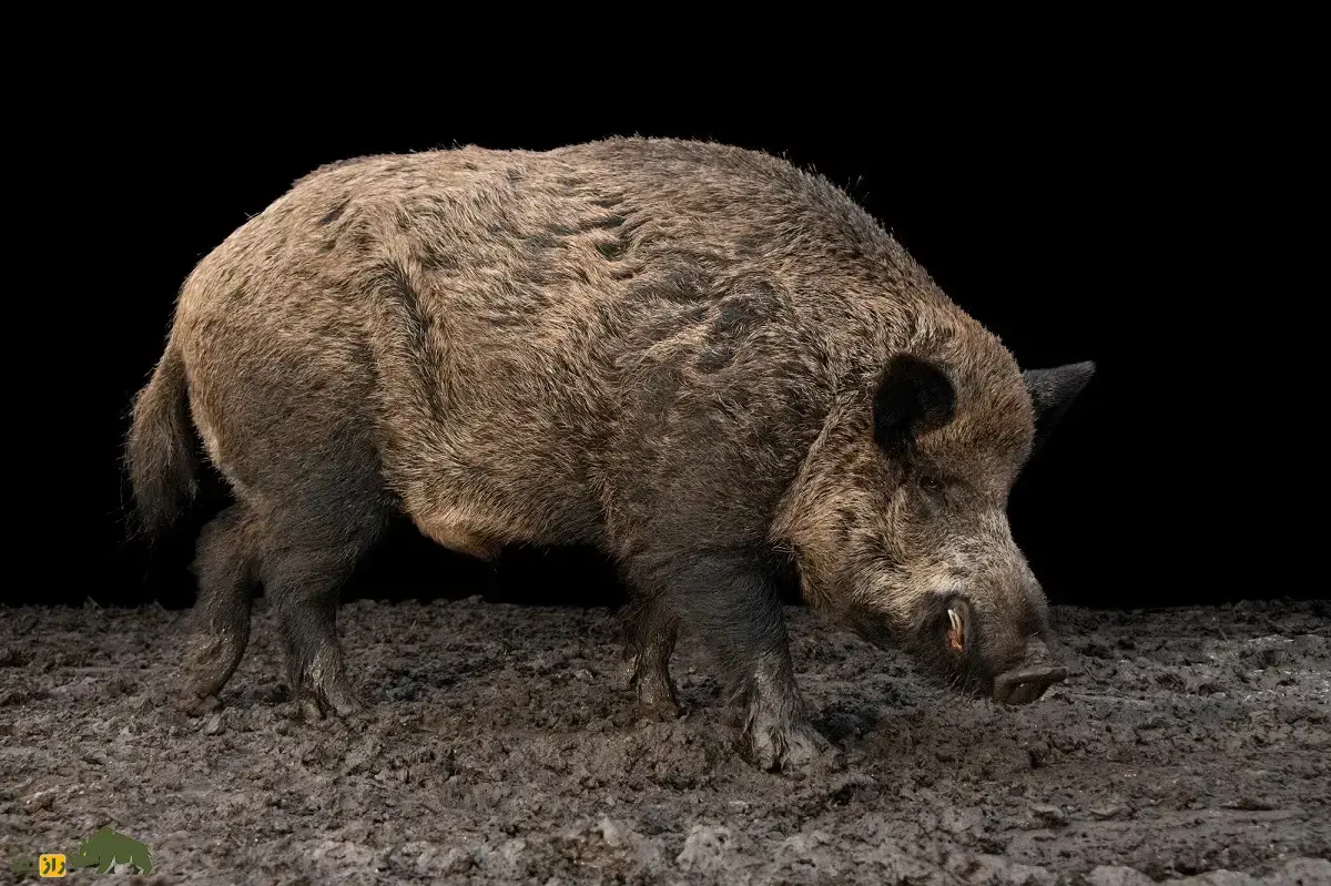 گراز اروپایی؛ گراز ۲۰۰ کیلویی همه‌ چیز خوار با خرطوم کشیده و هوش بالا که می‌تواند کیلومتر‌ها شنا کند