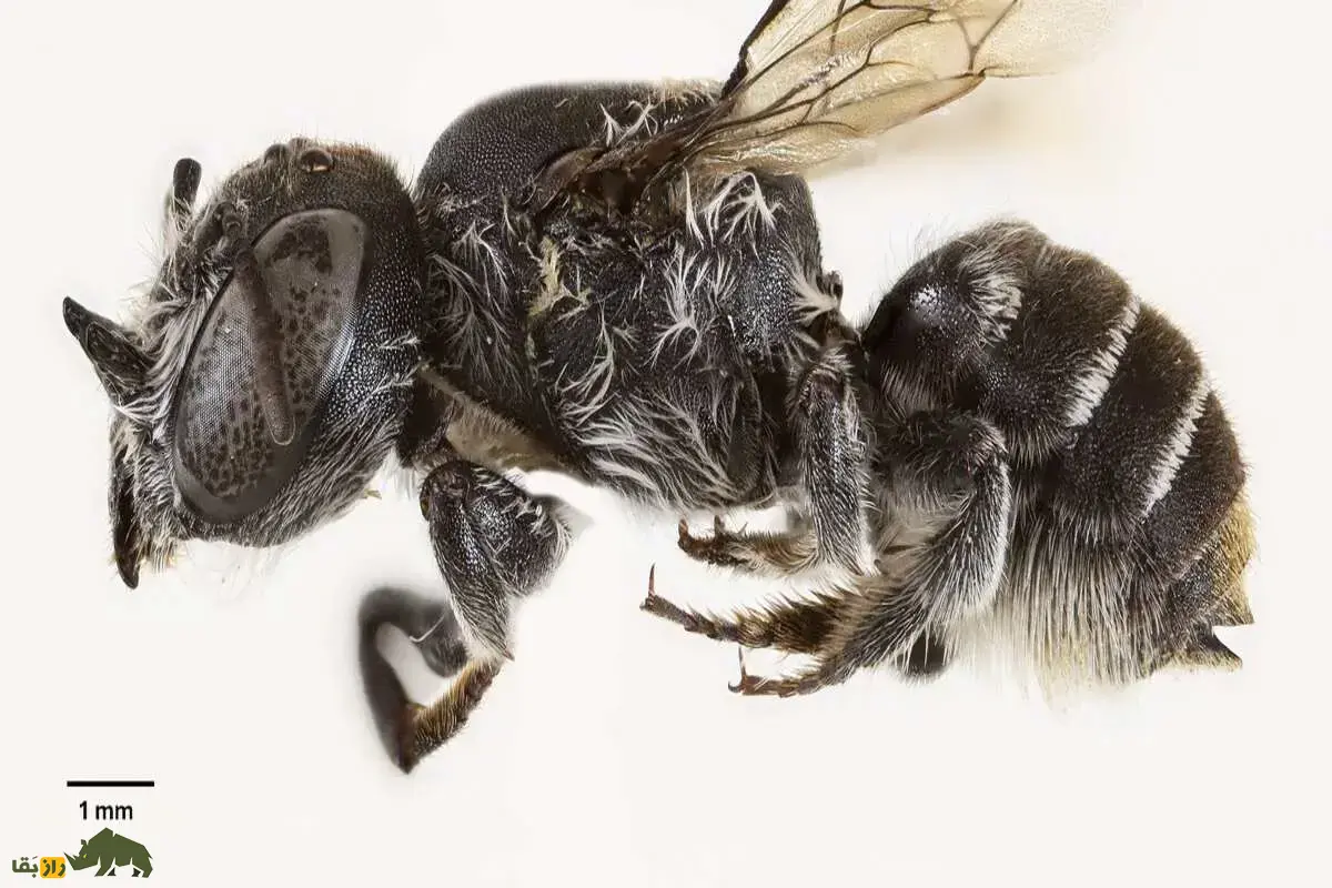 «لوسیفر»؛ کشف زنبوری شبیه به شیطان در استرالیا که روی سرش شاخ دارد!