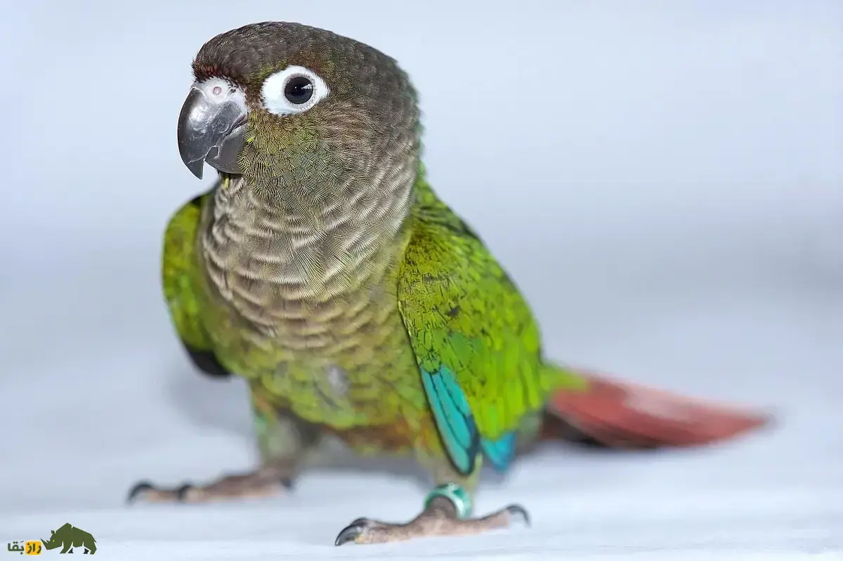 طوطی گرینچیک؛ طوطی معروف به «دلقک کوچک» که عاشق دراز کشیدن به پشت، بوسیدن و نوازش است