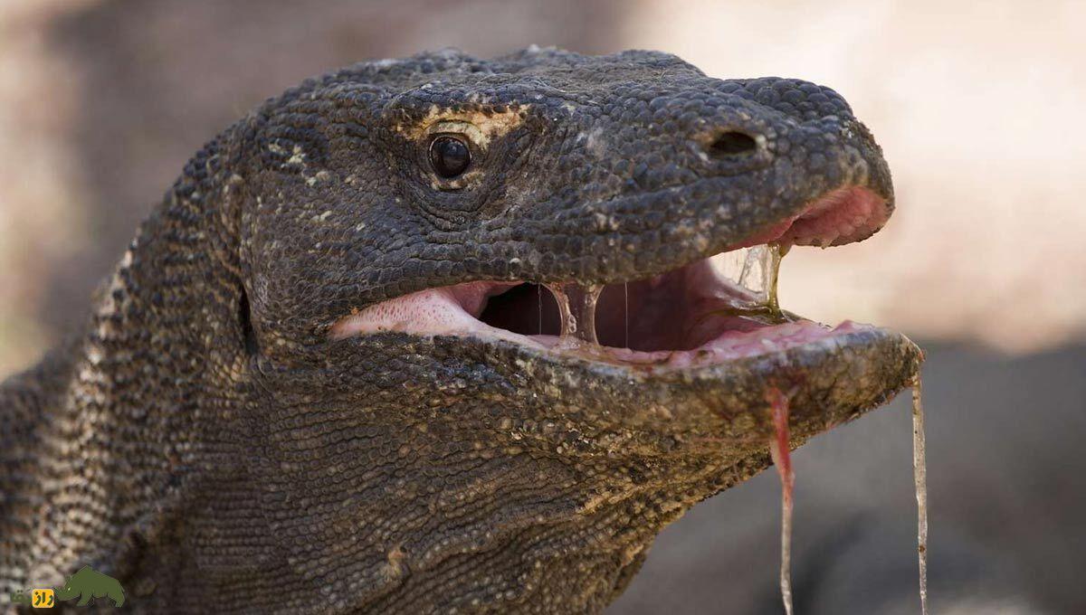 (ویدئو) فیلمی ترسناک از تکه پاره کردن بچه گراز توسط یک اژدهای کومودو غول‌پیکر