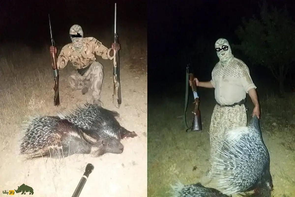 تشی یا چوله؛ گوشت تشی حرام است یا حلال و چرا شکار آن در ایران رواج دارد؟