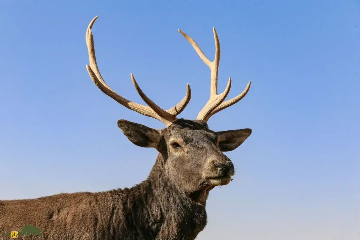 همه‌چیز درباره پرورش گوزن در ایران؛ چطور می‌شود مجوز پروش گوزن دریافت کرد و چه مزایایی دارد؟