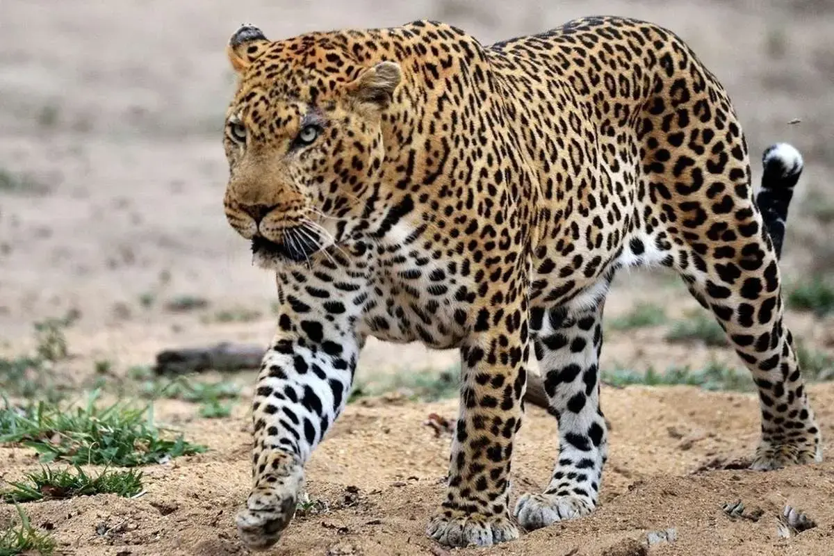 فیلمی دیدنی از پلنگ نر پارک ملی سالوک اسفراین