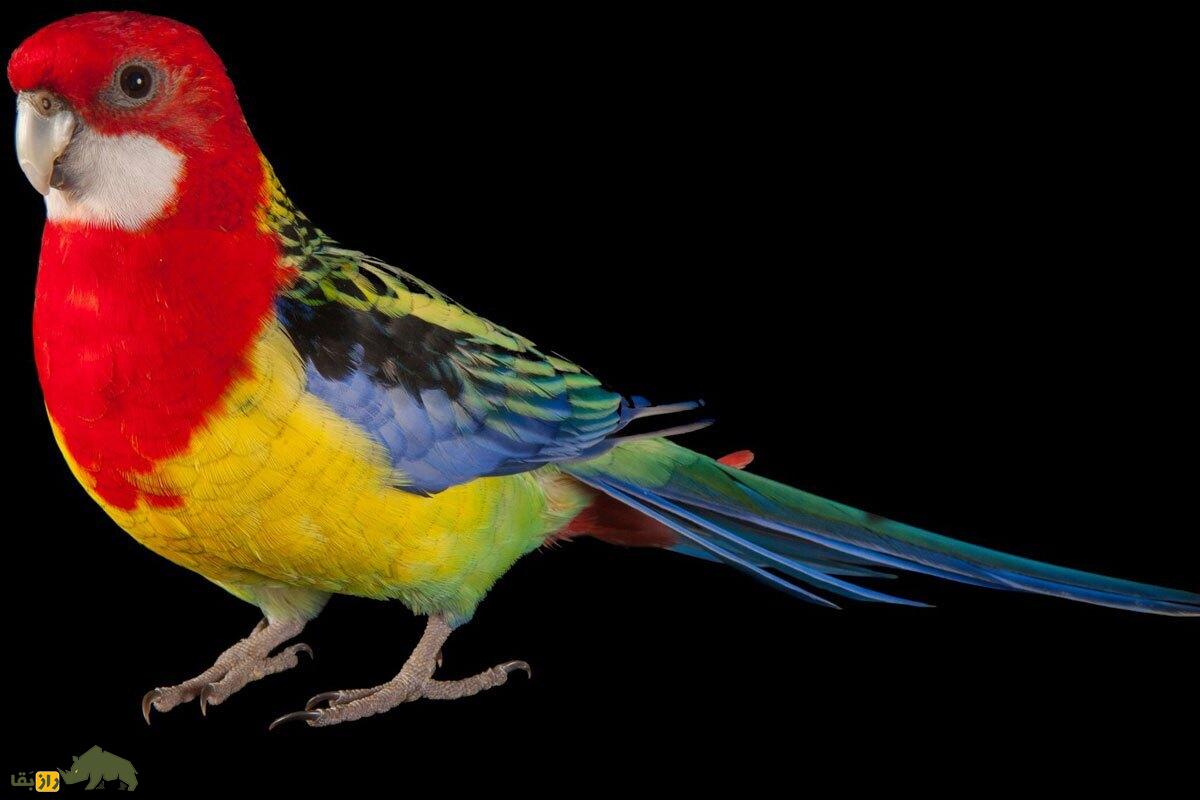 طوطی گُلی؛ طوطی «نقاش طبیعت» با پرهای رنگین کمانی که عاشق بازی، اکتشاف و ساختن رابطه دوستانه با صاحبش است