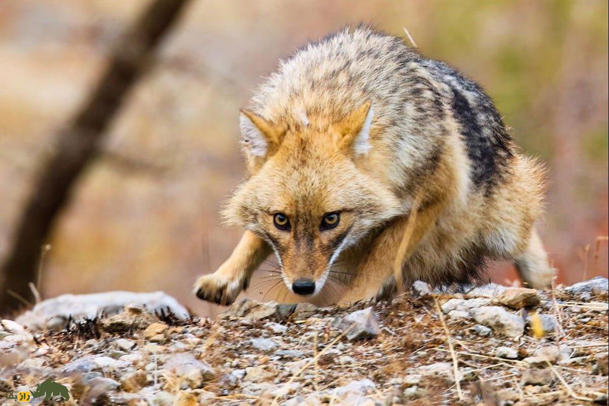 تصاویری دیدنی از شغال طلایی در منظره پاییزی «سراب گیان» نهاوند