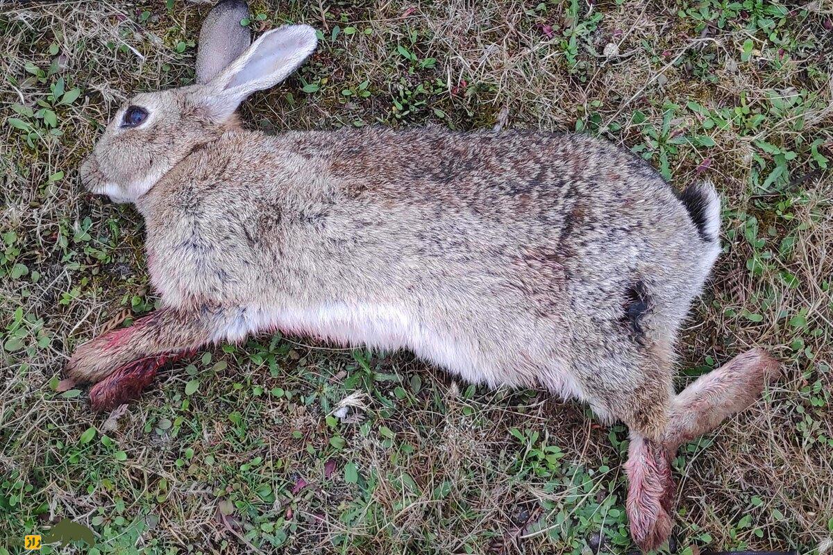 شکار خرگوش در ایران؛ گوشت خرگوش حلال است یا حرام و چرا برخی معتقدند نصف بدن خرگوش حلال است؟