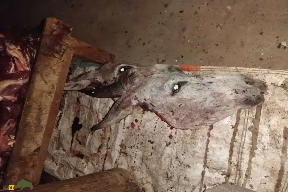 گوشت قاطر الاغ و گورخر؛ چرا گوشت الاغ مکروه شدید، گوشت قاطر مکروه و گوشت گورخر حلال است؟