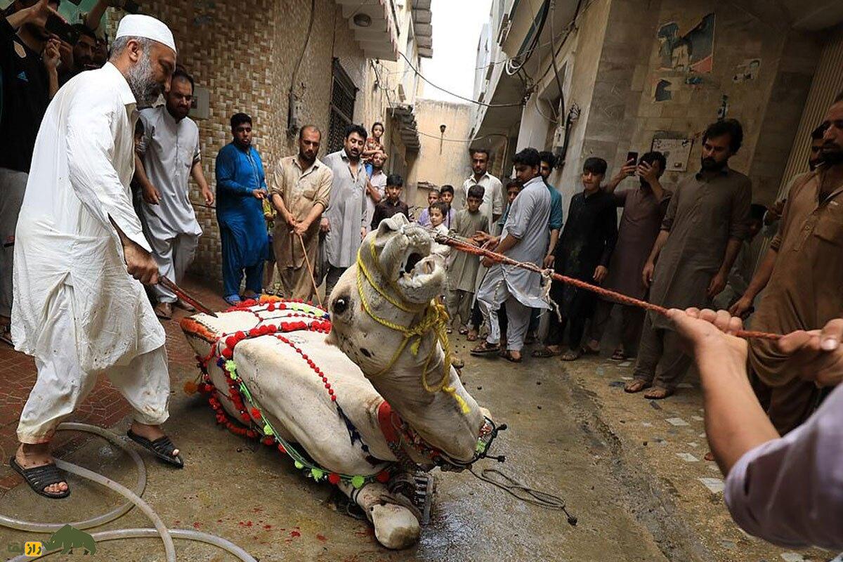 گوشت شتر؛ چرا گوشت شتر برای مسلمانان حلال و برای یهودیان حرام است؟