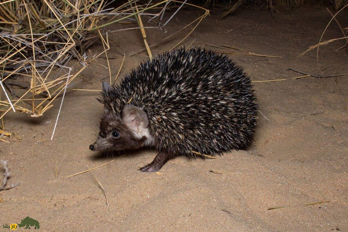 «زوزه» یا خارپشت ایرانی؛ چرا در برخی مناطق ایران جوجه تیغی را شکار می‌کنند و گوشت آن را می‌خورند؟