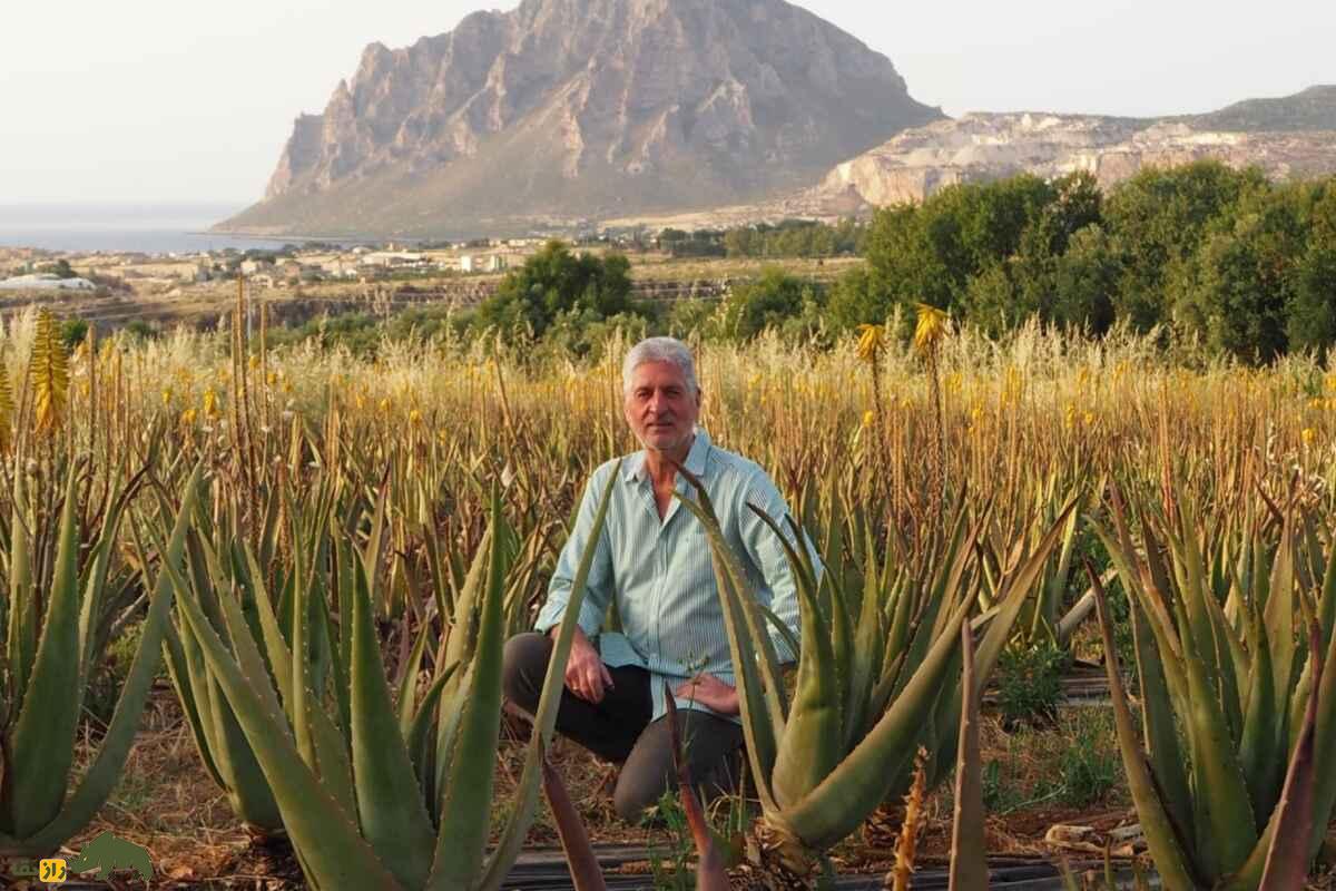 آلوئه ورا؛ گیاه مقاوم به خشکی با برگ شفابخش که آب، کود و فضای کمی نیاز دارد و ۱۰ برابر هزینه برای کشاورز سود دارد