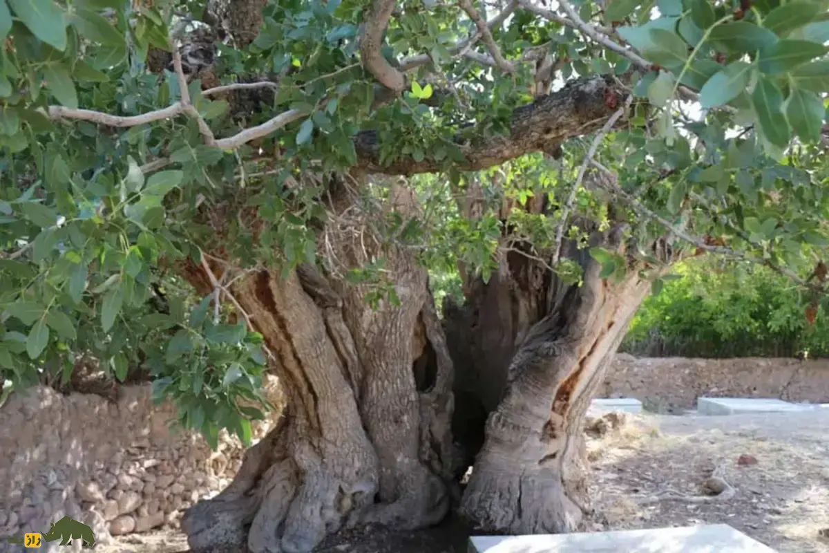 پسته اودرج؛ قدیمی‌ترین درخت پسته جهان با ۱۵۰۰ سال سن که در رفسنجان قرار دارد و با همه درخت‌های پسته جهان فرق دارد