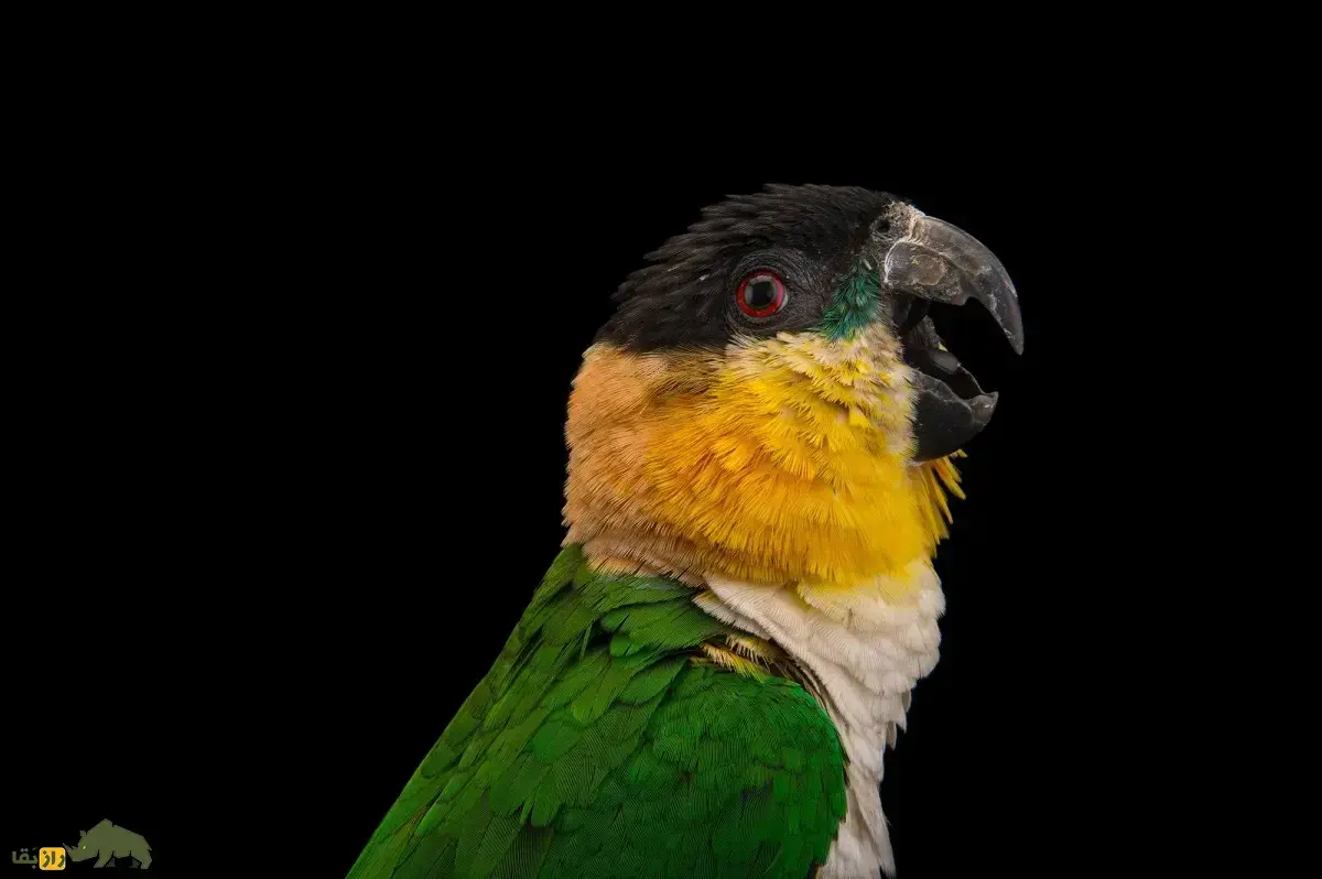 طوطی کایک؛ طوطی هفت رنگی مشهور به «دلقک آمازون» که رقص پای بسیار زیبایی دارد و شبیه مایکل جکسون می‌رقصد!