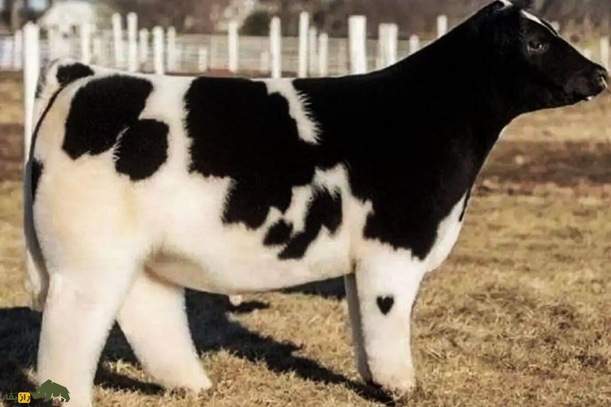 گاوهای عروسکی؛ چرا در شمال اروپا گاوها را با صابون و شامپو می‌شویند؟