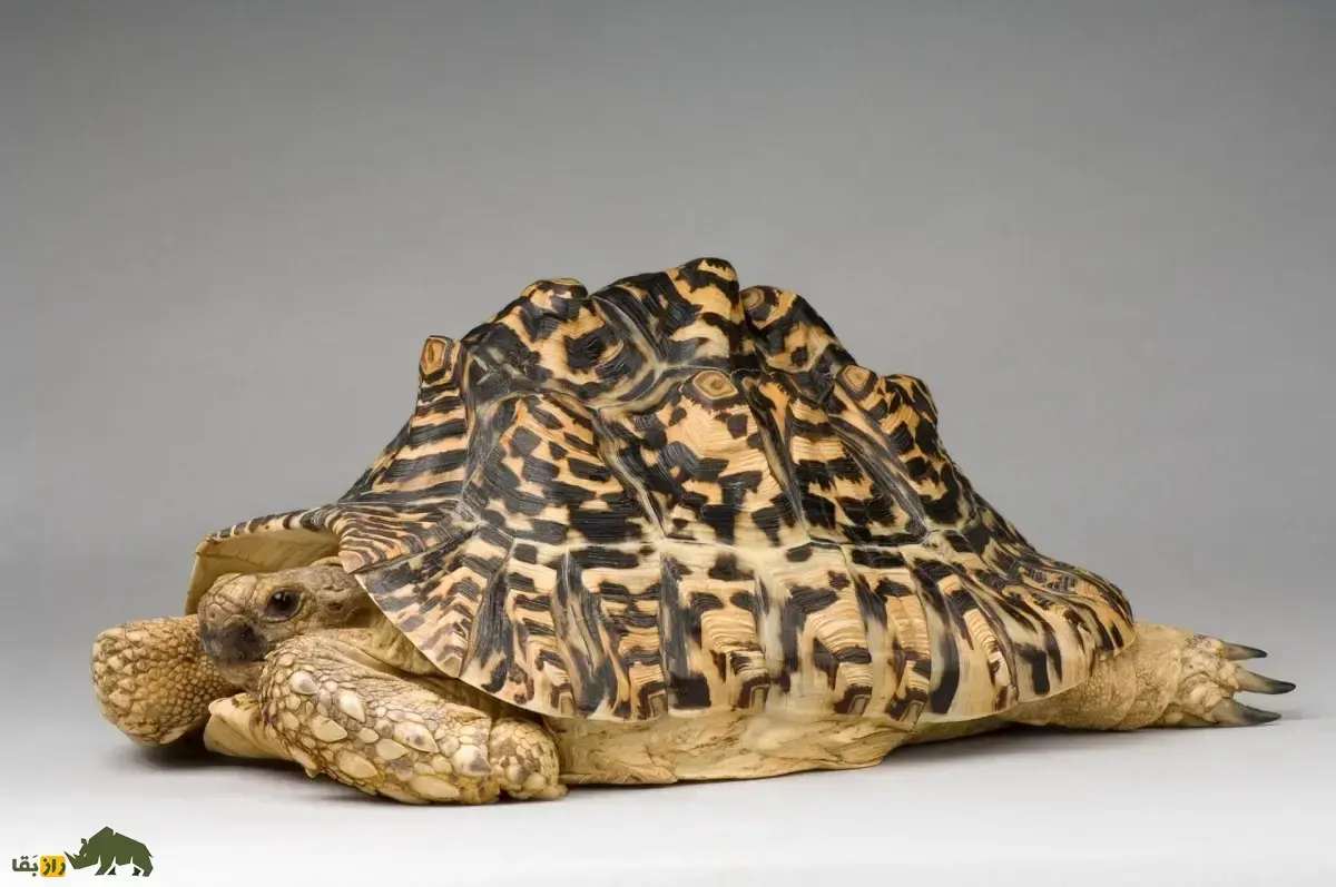 لاک‌پشت پلنگی؛ زیباترین لاک‌پشت دنیا با لاکی شبیه پلنگ که در مثانه‌اش ۴ کیلو آب ذخیره می‌کند و مدفوع کفتار می‌خورد!