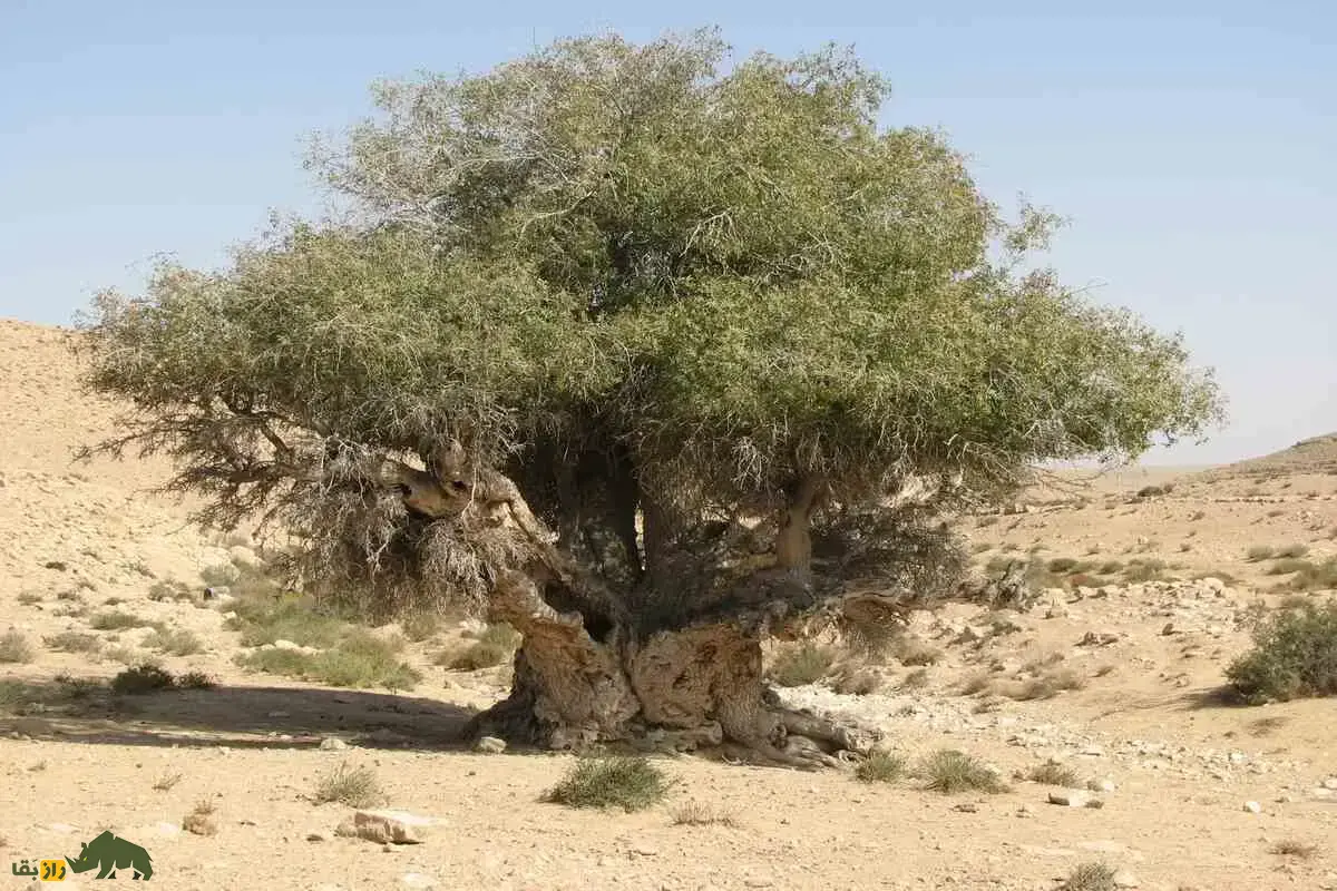 درخت بنهٔ کهنارو؛ بلندترین و قطورترین درخت بَنه ایران با ۲۷۰۰ سال عمر که در فیروزآباد استان فارس قرار دارد