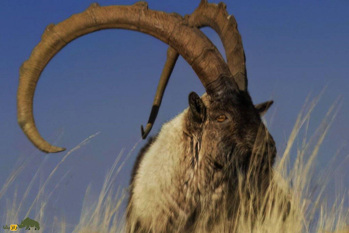 ثبت تصویر کل ۱۰ ساله و گوشه‌گیر در همدان برای اولین بار؛ پادشاه کوهستان تنها برای جفت‌یابی از پناهگاه بیرون می‌آید!