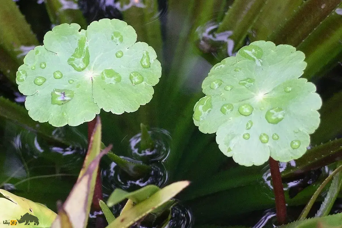 آب بشقاب یا قدح مریم؛ گیاهی بسیار سریع‌الرشد و مهاجم که ساقه‌هایش افقی رشد می‌کنند و روزی ۲۰ سانتیمتر بزرگتر می‌شود