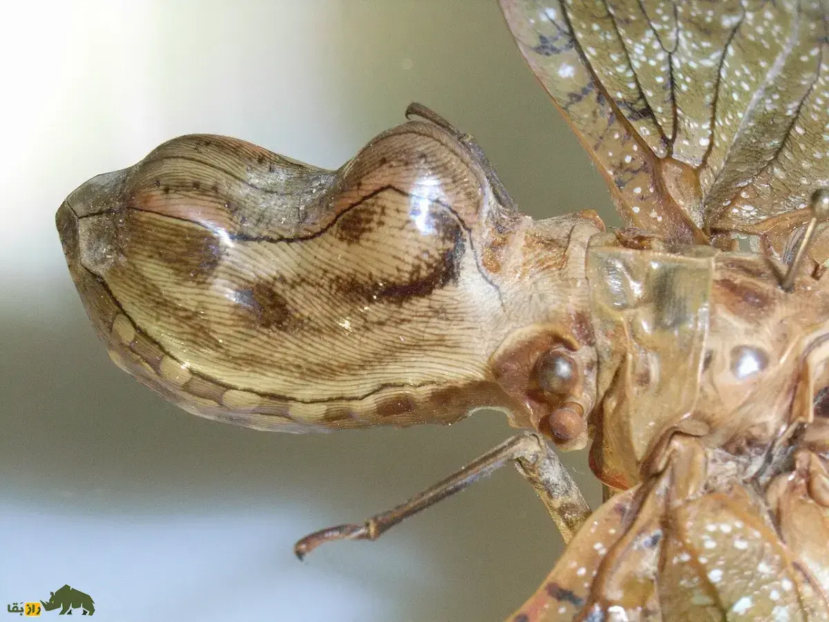 مگس کله بادامی؛ حشره‌ای ترسناک با رنگ‌های ناگهانی که سری شبیه تمساح و بادام زمینی دارد!