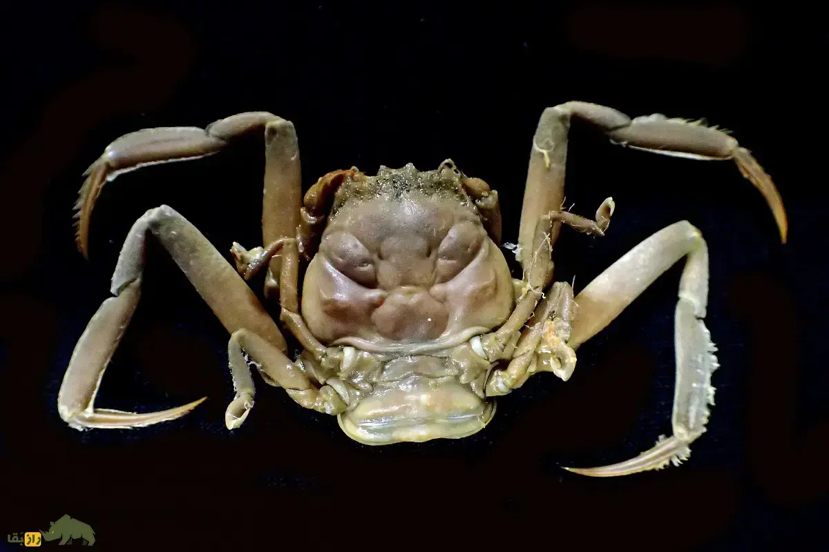 خرچنگ سامورائی؛ خرچنگی عجیب و ترسناک که چهره یک جنگجوی ژاپنی را دارد و حامل ارواح سامورائی‌های کشته شده است