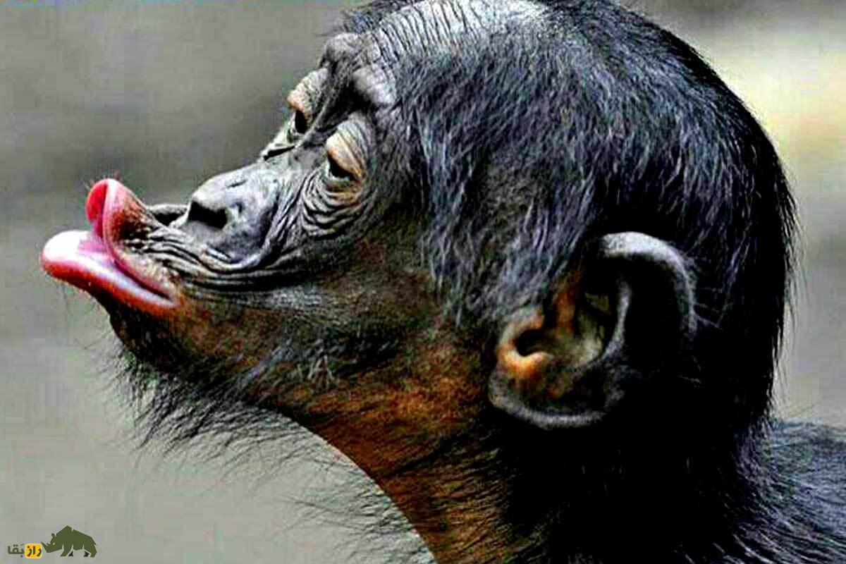 اولین بوسه تاریخ کی، کجا و توسط چه کسانی انجام شد؟