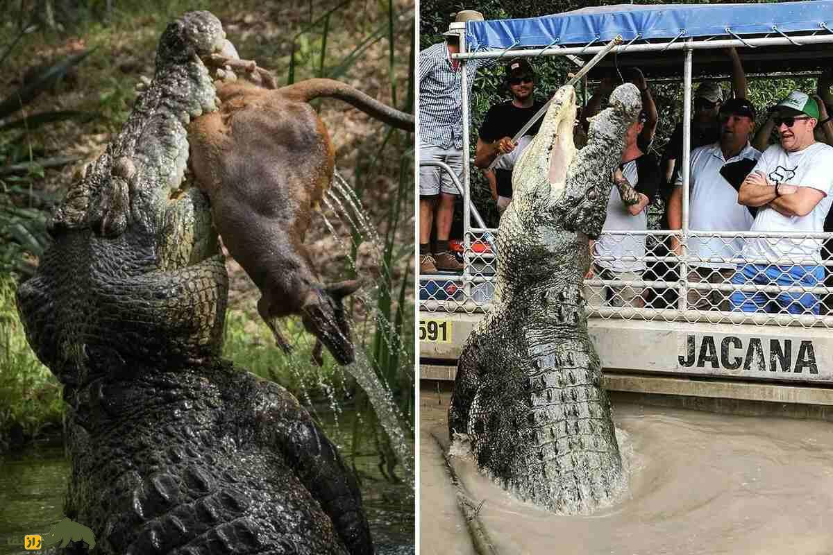 فیلمی از رویارویی وحشیانه تمساح آبشور با قایق در دل دریا؛ گاز مرگبار که به شکستن فَک تمساح ختم شد!