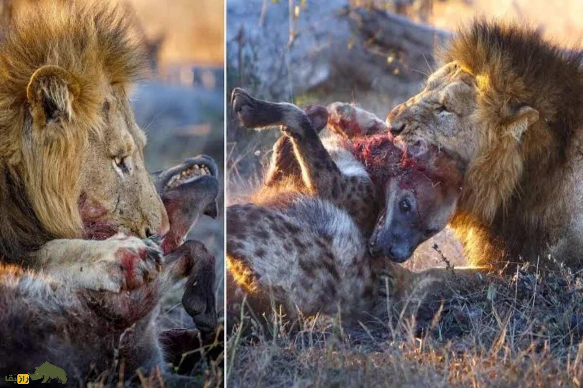 صحنه‌هایی ترسناک از حمله دو شیر نر در دل دشت‌های آفریقا به کفتار!