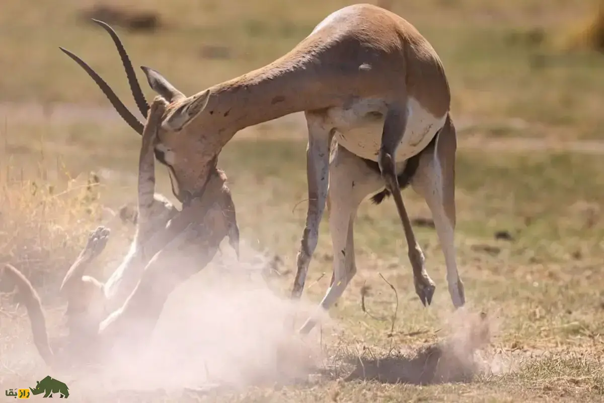 فیلمی عجیب از شکار حیرت‌انگیز کاراکال؛ گربه‌ای کوچک که ایمپالای سه برابر خودش را زمین‌گیر می‌کند