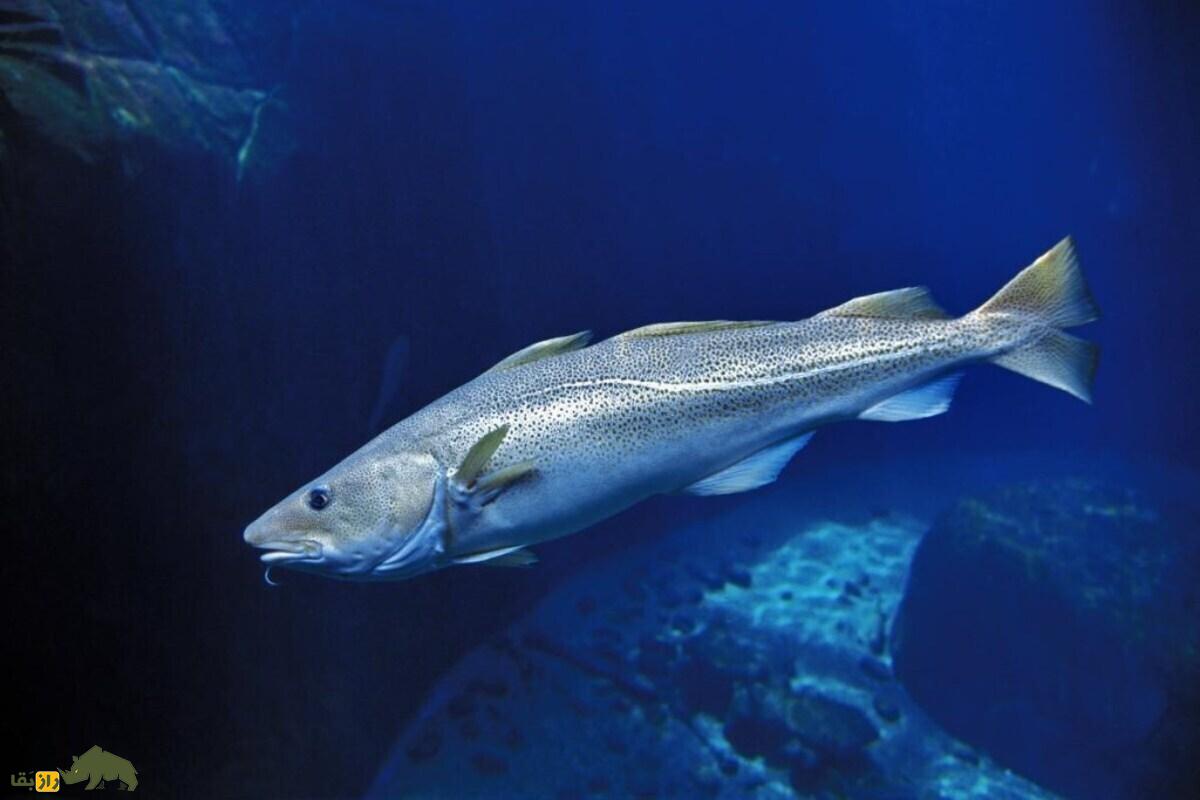 چطور ماهی‌ها و موجودات دریایی در سرمای قطب زنده می‌مانند؟