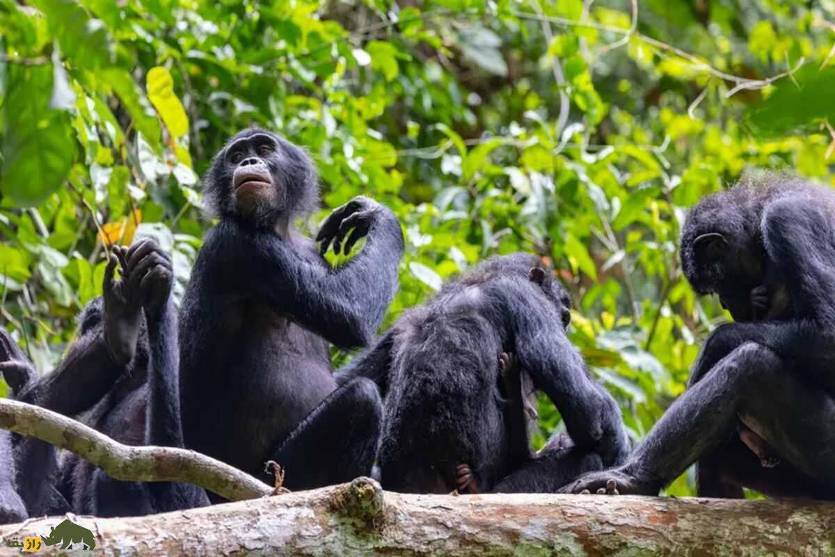 خشونت بی‌سابقه در میان بونوبوها؛ وقتی «هیپی‌های جنگل» دست به انتقام مرگبار می‌زنند