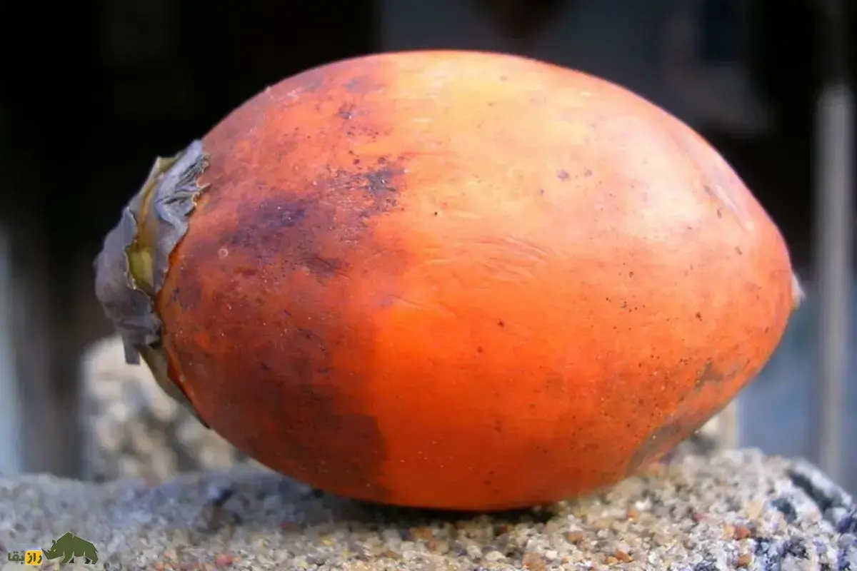 پوپل یا فوفل؛ چهارمین روانگردان پرمصرف دنیا که جویدن آن باعث لبخند قرمز در انسانها میشود