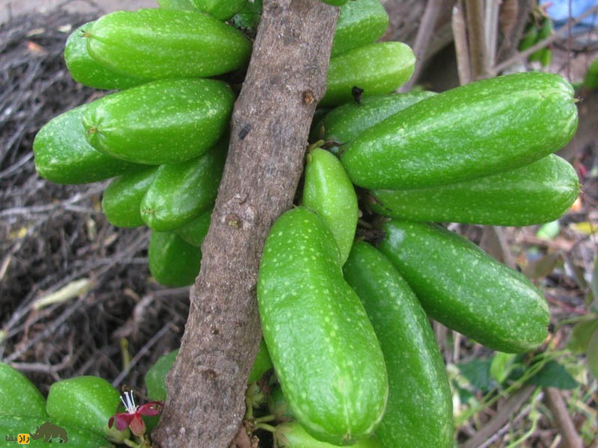 کدو ترشک؛ ترش‌ترین میوه جهان که روی تنه درخت رشد می‌کند و از آب آن برای براق کردن طلا و نقره استفاده می‌شود