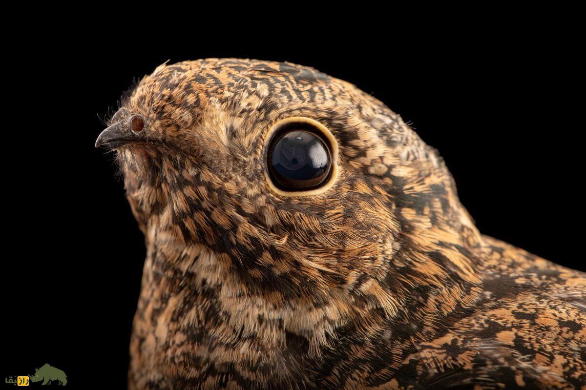 شبگرد - باز معمولی؛ شبگردی که استاد حرکات آکروباتیک است و دهانش شبیه یک تور ماهیگیری عمل می‌کند