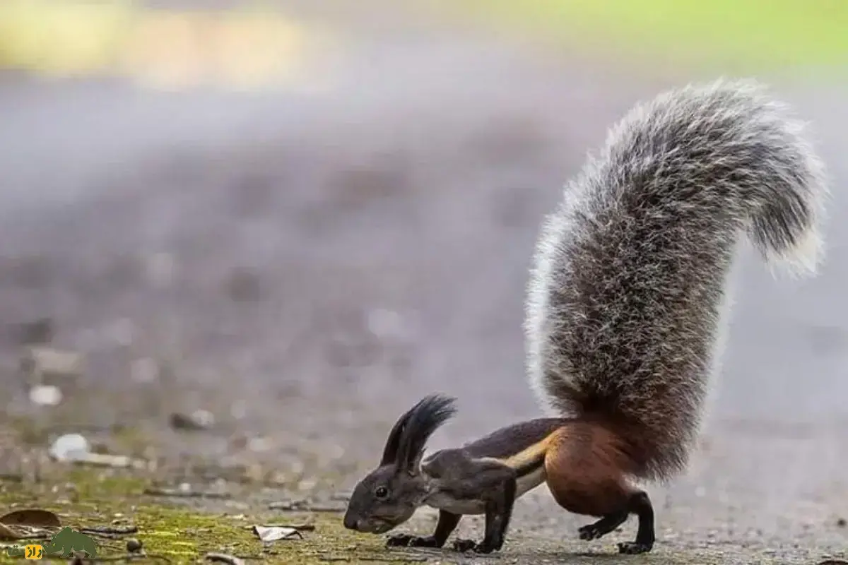 سنجاب خون‌آشام؛ صاحب بزرگترین دُم در میان پستانداران با فک قوی و دندان‌هایی شبیه چاقو که داستان‌های ترسناکی اطرافش وجود دارد