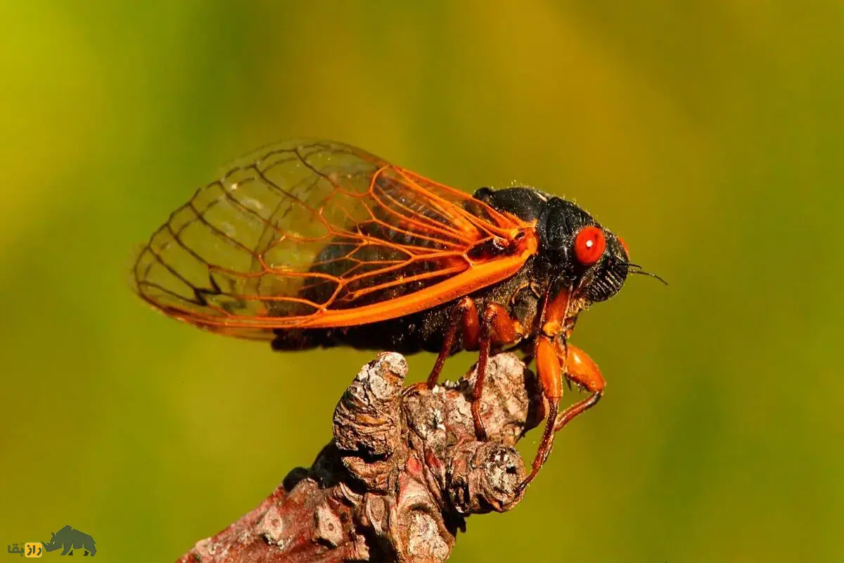 زنجره؛ حشره‌ای که سال‌ها زیر زمین پنهان است، ۱۷ سال عمر می‌کند و بلندترین صدا را درمیان حشرات دارد