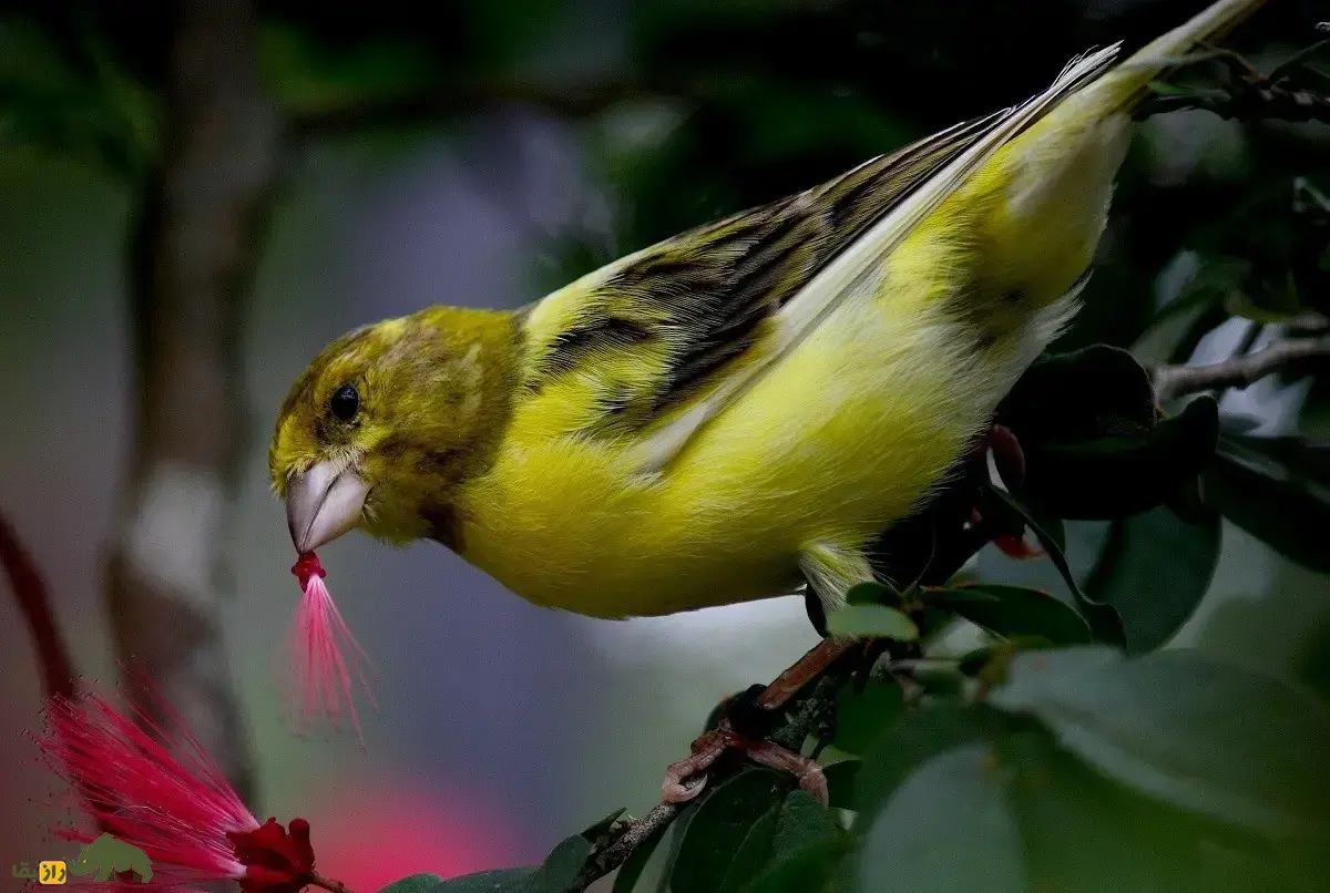 قناری موقوم؛ قناری ایرانی منقرض شده که توسط حاج تقی حمیدی پرورش داده شد و آوازش شبیه دستگاه موسیقی ایرانی است