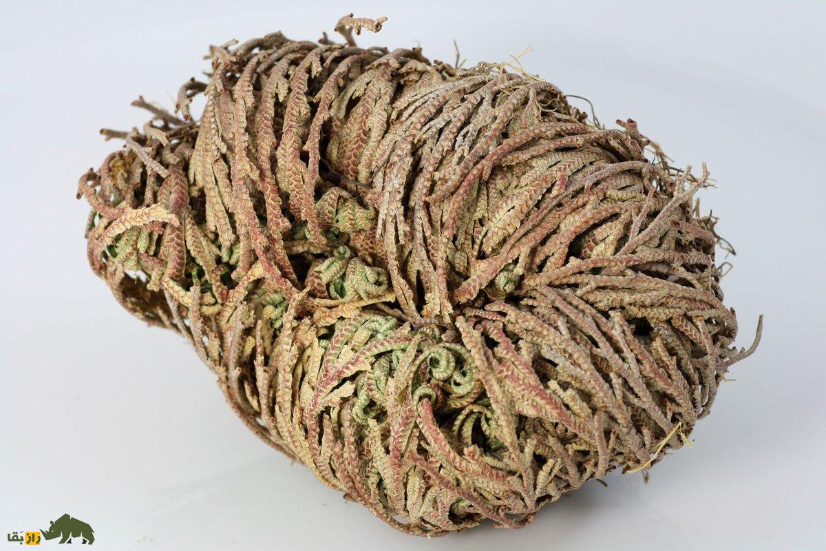 گیاه رستاخیز؛ گیاهی خشک و مرده شبیه توپ در بیابانهای سوزان که سالها بعد از مرگش با چند قطره آب دوباره زنده میشود