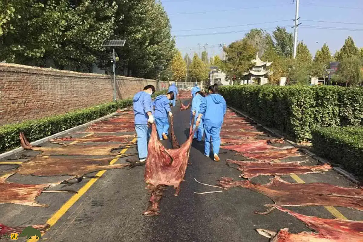 ۶ میلیون الاغ قربانی ژلاتین پوست الاغ؛ راز تاریک طب سنتی چین