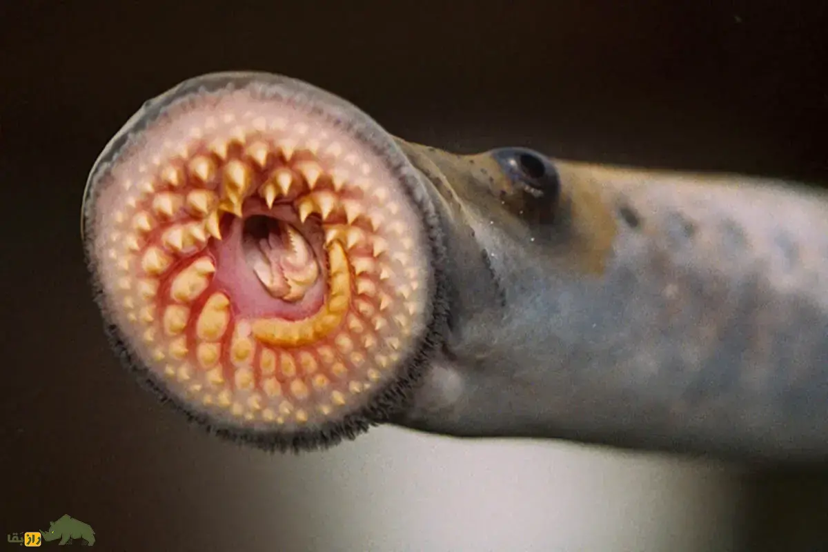 لامپری؛ ماهی ۳۰۰ میلیون ساله و ترسناک معروف به خون‌آشام دریا‌ها که در دریای خزر زندگی می‌کند