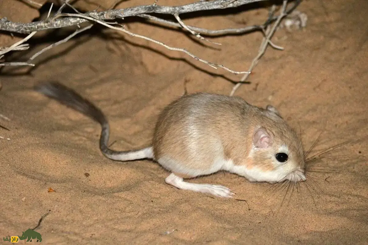 خرموش کانگورویی؛ جهنده‌ی اسرارآمیز بیابان که با تونل‌های مخفی و پا‌های جهنده که هیچ‌وقت آب نمی‌خورد