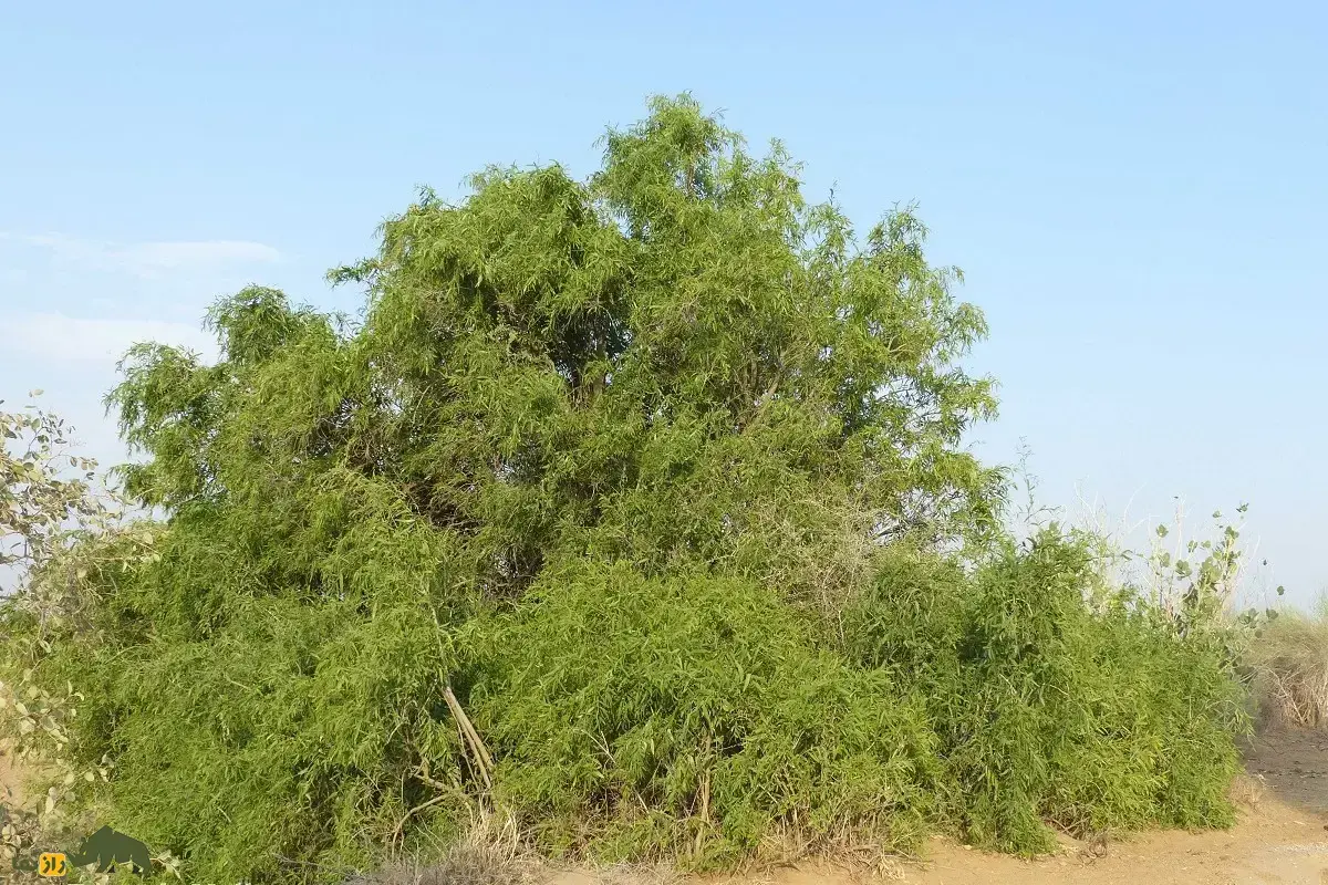 توچ؛ درخت معروف به «درخت مسواک» و پزشک بیابان که عاشق نمک است و در بلوچستان به آن «پیر» میگویند
