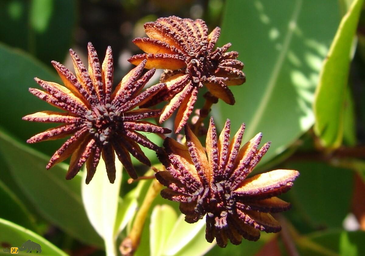 درخت عروس دریایی؛ کمیابترین درخت جهان با میوههایی شبیه عروسهای دریایی که دیگر تکثیر نمیشود