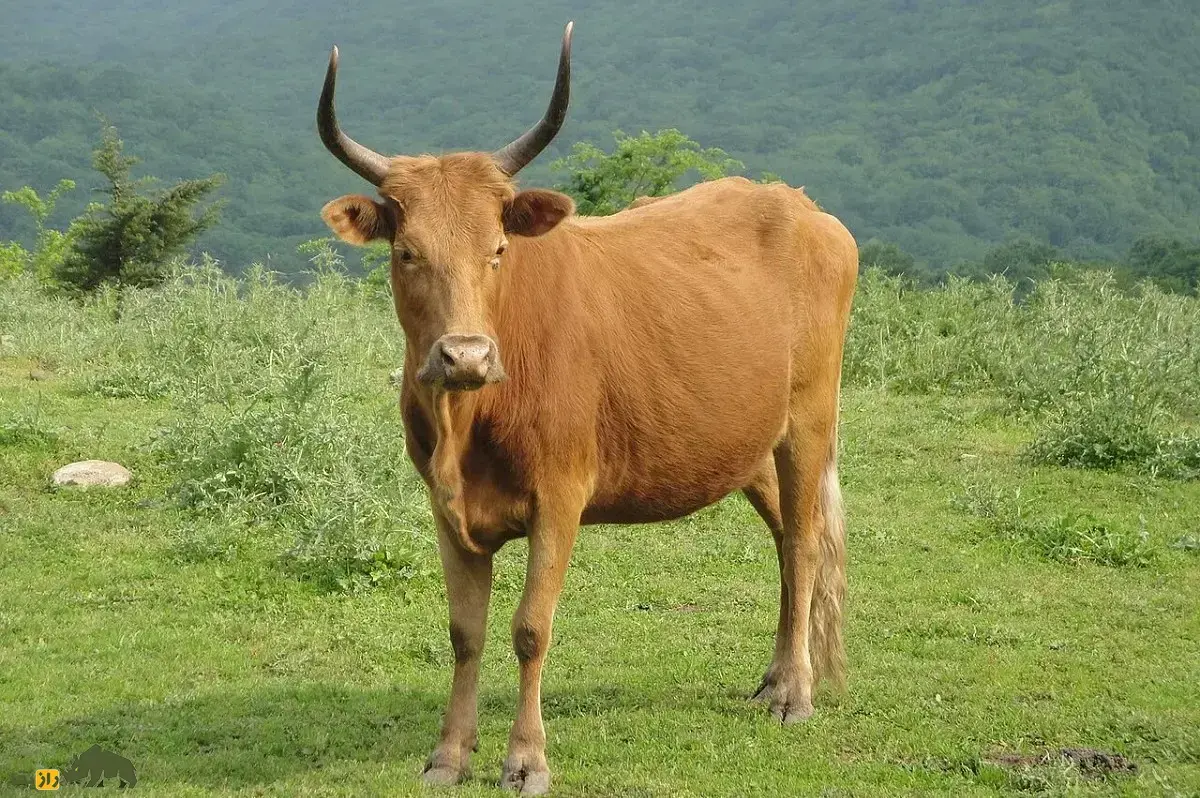 ورزا؛ گاو نر زیبا و حیوان باستانی ایران که در زمان‌های قدیم مقدس بود و اکنون در شمال ایران «ورزا جنگ» برگزار می‌شود