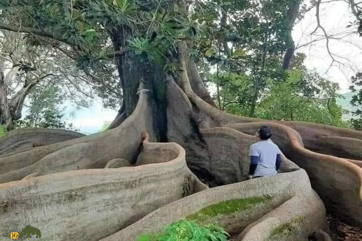 کاپوک؛ درخت پنبه به ارتفاع یک برج ۲۵ طبقه که الیافی سبک‌تر از پر و روغنی گران‌تر از طلا تولید می‌کند و داروی دیابت است!