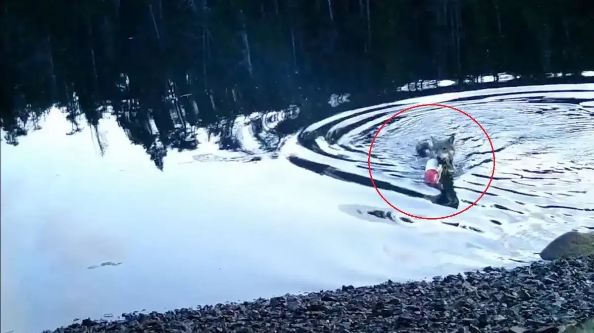 (ویدئو) ماهیگیری گرگ با تور ماهیگیری شبیه انسان‌ها