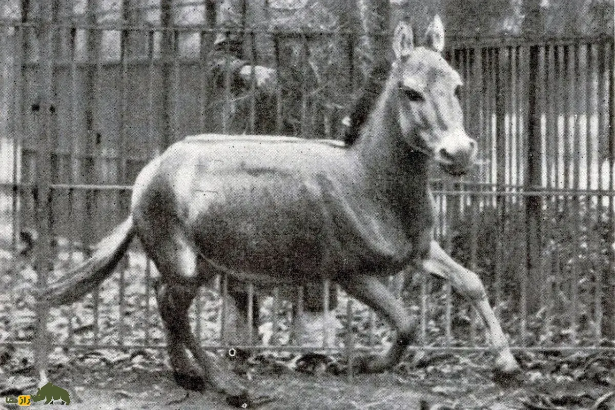 گورخر سوری؛ الاغ وحشی سوری که زمانی سریع‌ترین پستاندار خاورمیانه بود و به روح رام‌نشدنی بیابان معروف شد