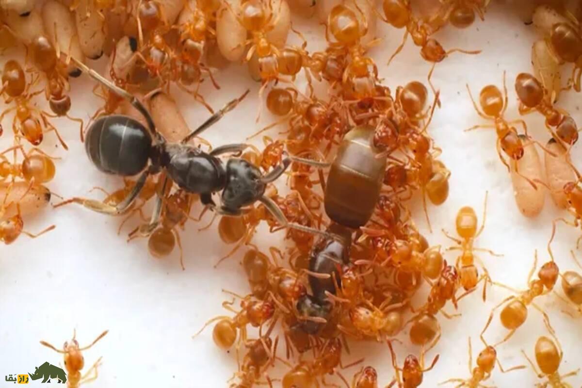 کشف یک توطئه بزرگ در لانه مورچه‌ها؛ ملکه مهاجم با اسید فرمیک کارگران را فریب می‌دهد تا ملکه اصلی را بکشند و خودش لانه را تصاحب می‌کند!