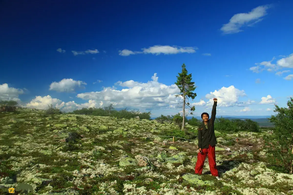 اُلد چیکّو؛ درخت صنوبر ۹۶۰۰ ساله سوئدی که عصر یخبندان را دید و به سه شکل ایستاده و بوته‌ای و خزنده رشد می‌کند