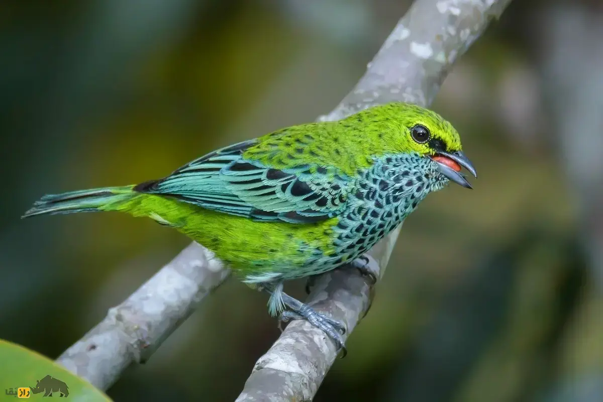 فرخنده شکم‌زرد؛ پرنده‌ای با شکم زرد که رژه مورچه‌ها را دنبال می‌کند و با خوردن هر نوع میوه رنگ بدنش نیز تغییر می‌کند